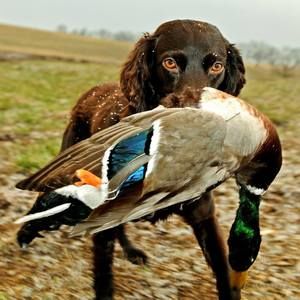 Meet your Posher, Charles